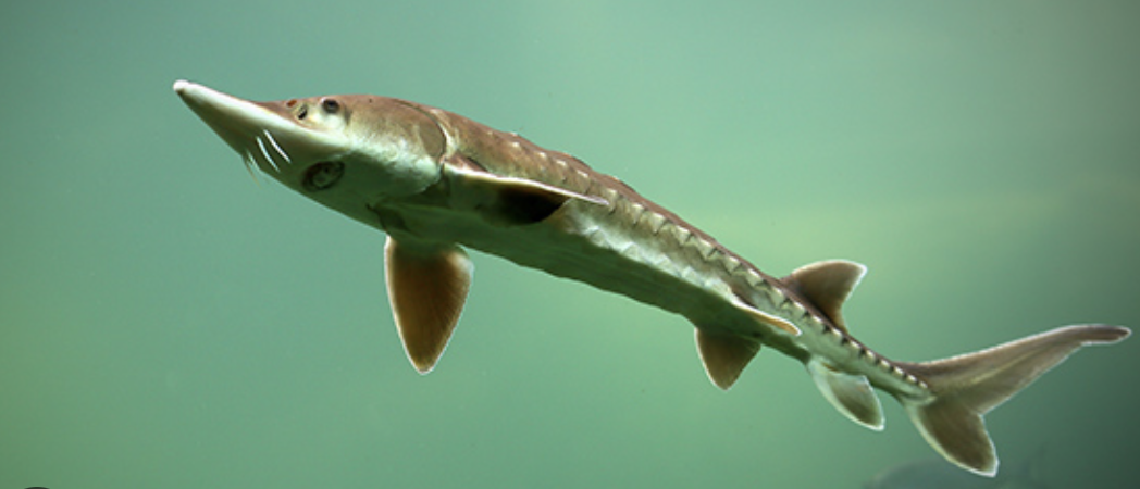 Michigan Bill Would Increase Penalties For Lake Sturgeon Poaching